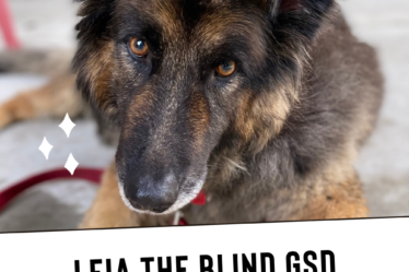 Leia the Blind German Shepherd
