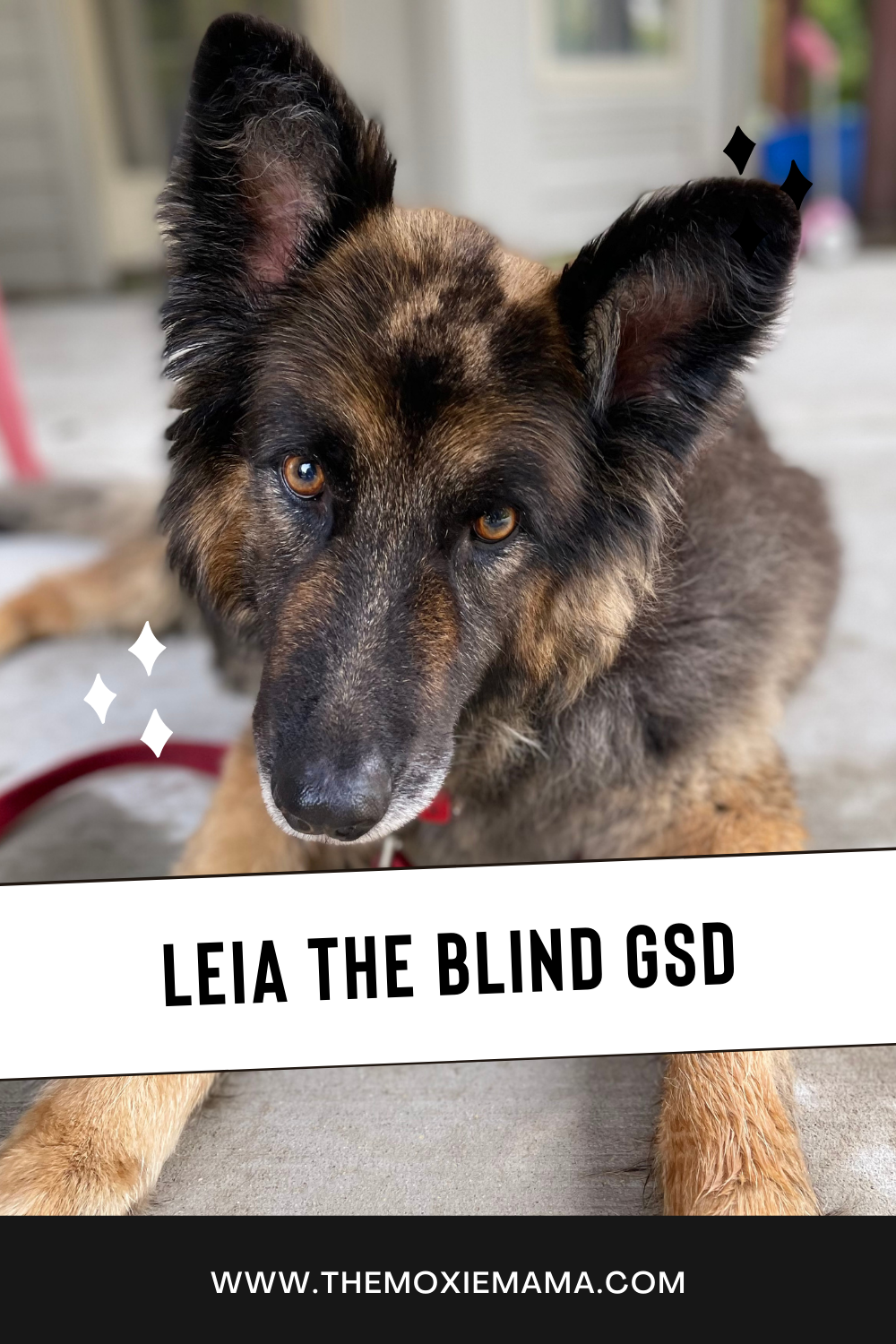 Leia the Blind German Shepherd