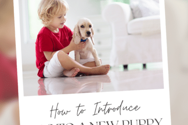 Bringing a new puppy into the family is an exciting time, especially for children. However, introducing a new pet to young children can be a delicate process, as it requires patience, understanding, and education. Here are some tips for introducing kids to a new pet puppy. Read More at www.themoxiemama.com